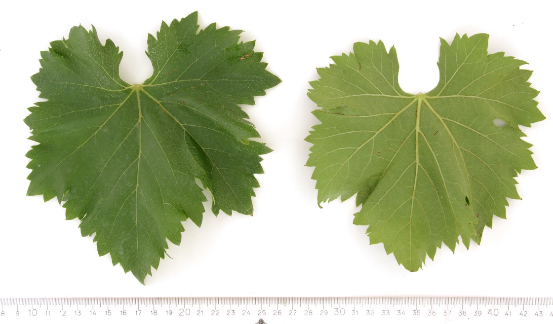 Hrvatica - Mature leaf