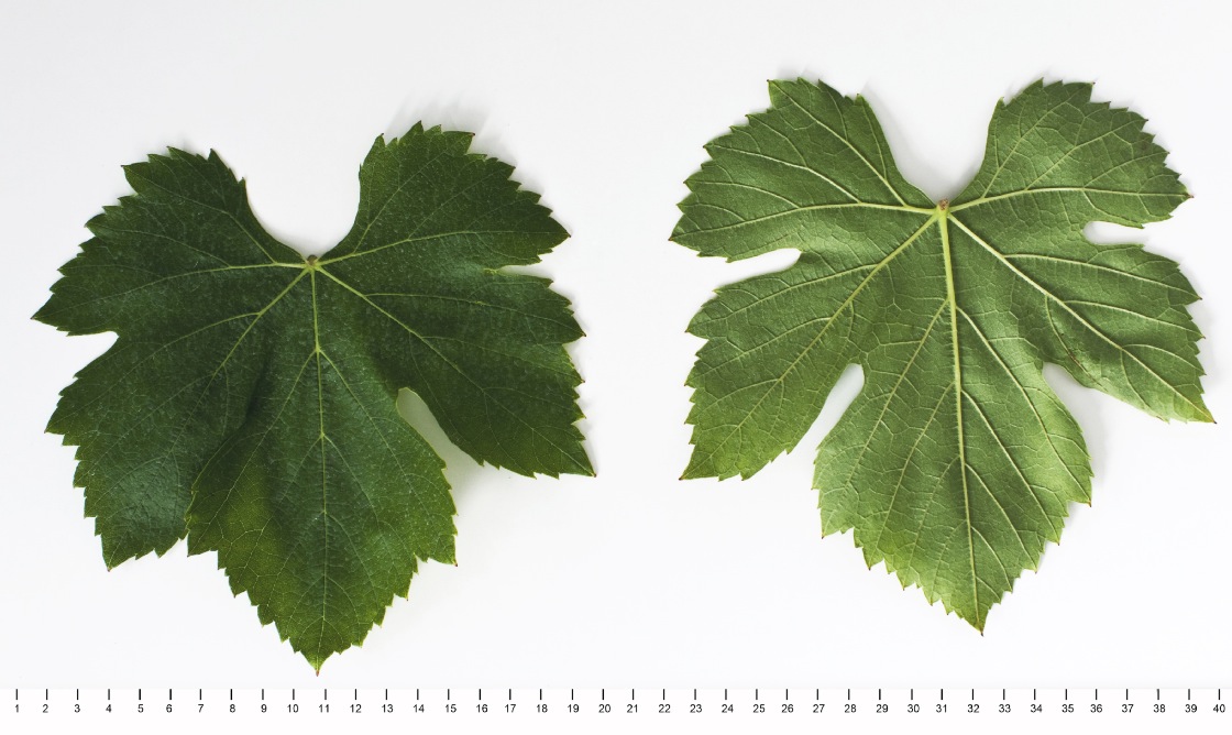 Zlahtina - Mature leaf
