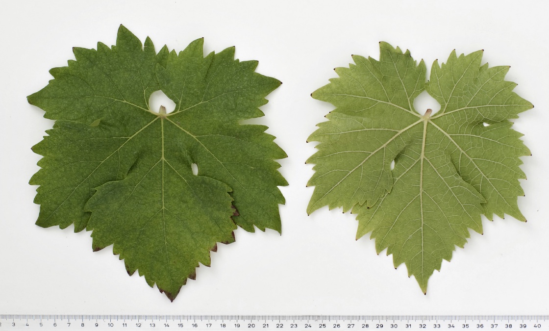 Babica - Mature leaf
