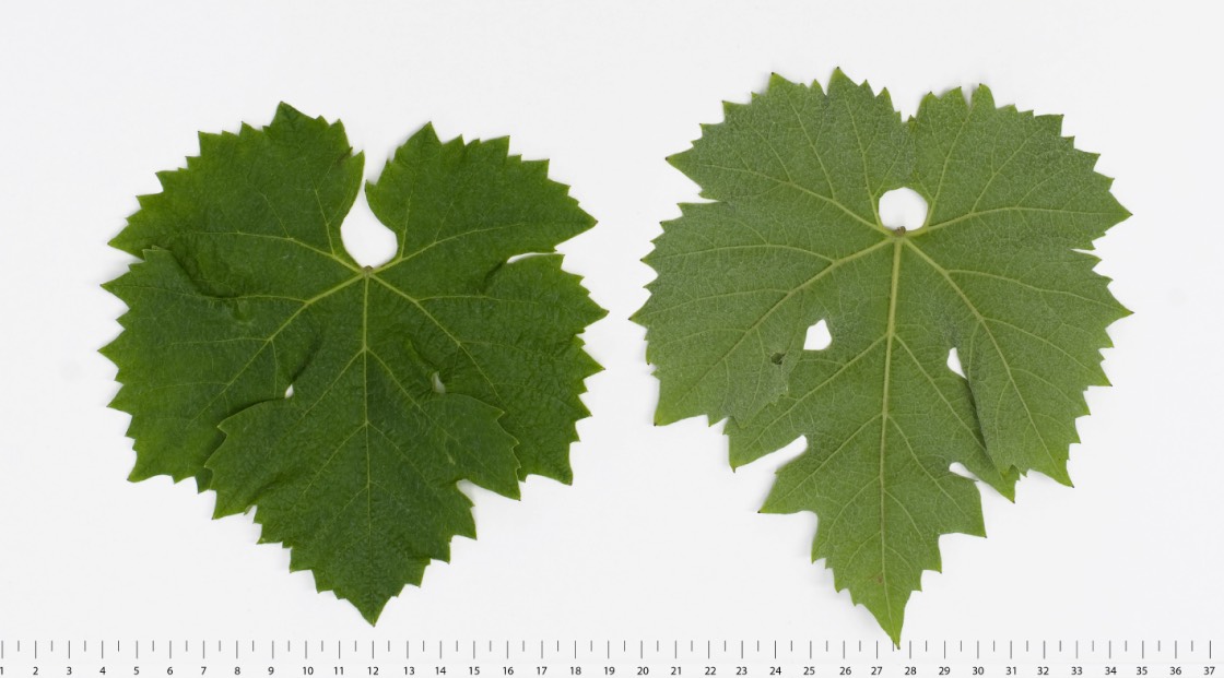 DIVICO - Mature leaf