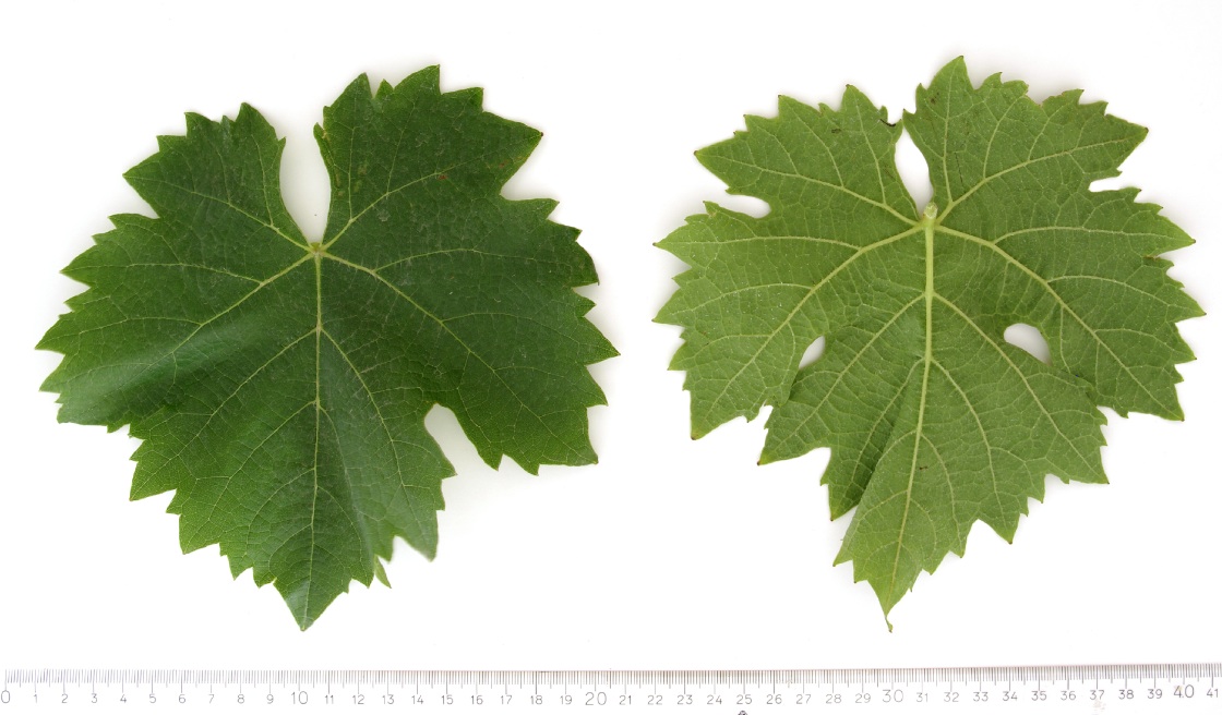 Cesar - Mature leaf