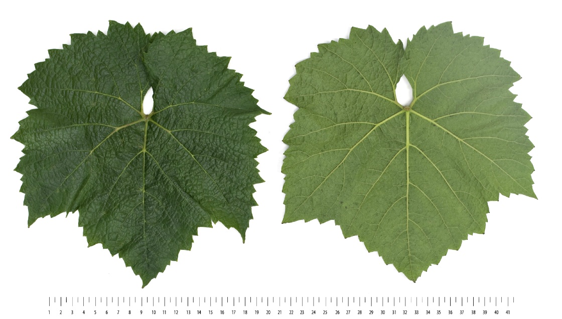 Chardonnay Blanc - Mature leaf