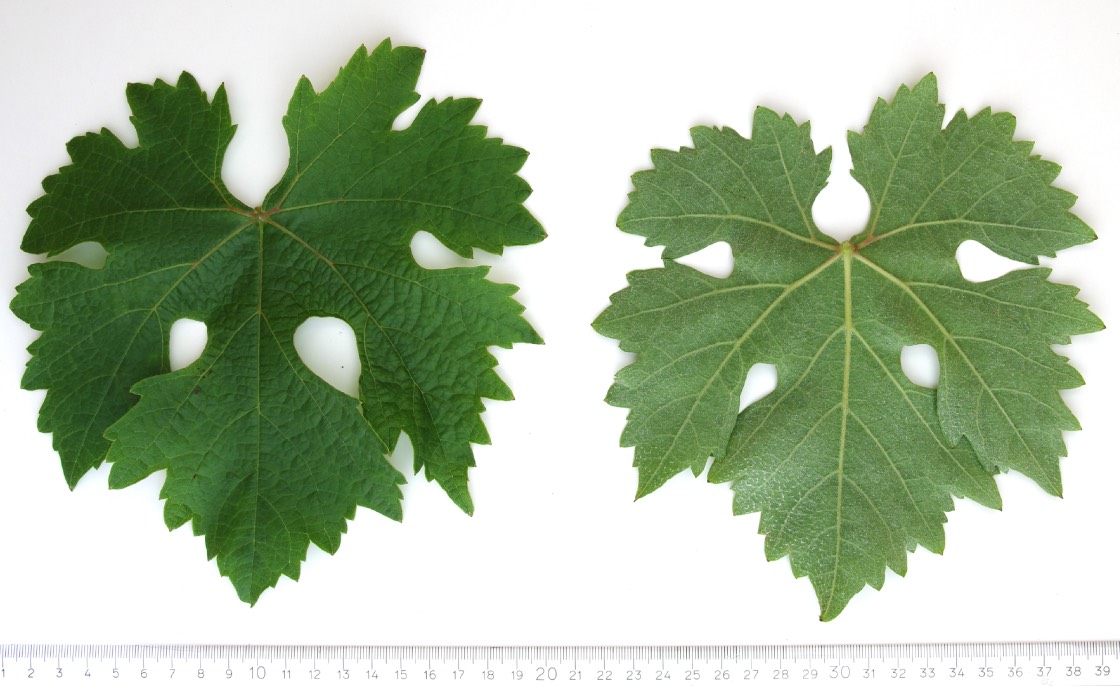 CHASAN - Mature leaf