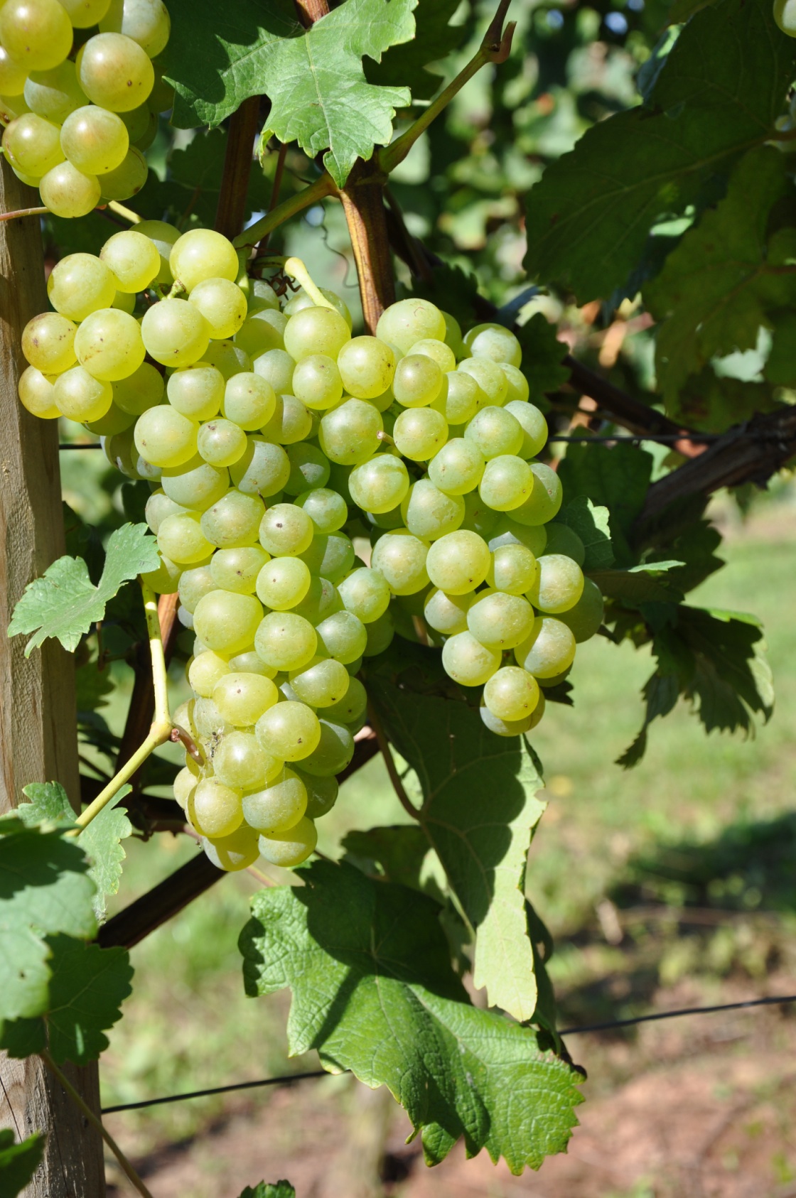 Chasselas Blanc - Cluster in the field
