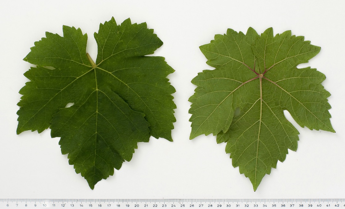 Chasselas Rose - Mature leaf