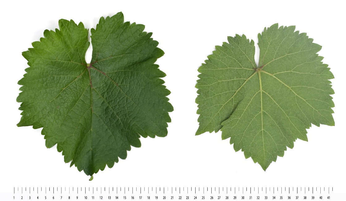 Chenin Blanc - Mature leaf