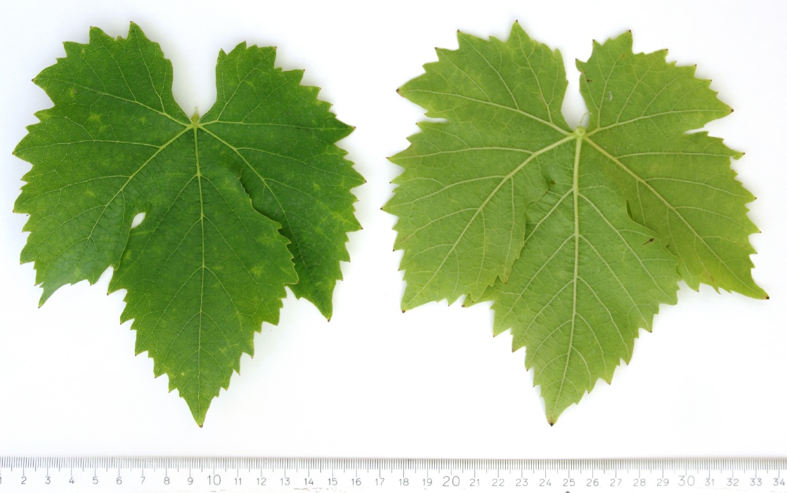 Aleatico - Mature leaf