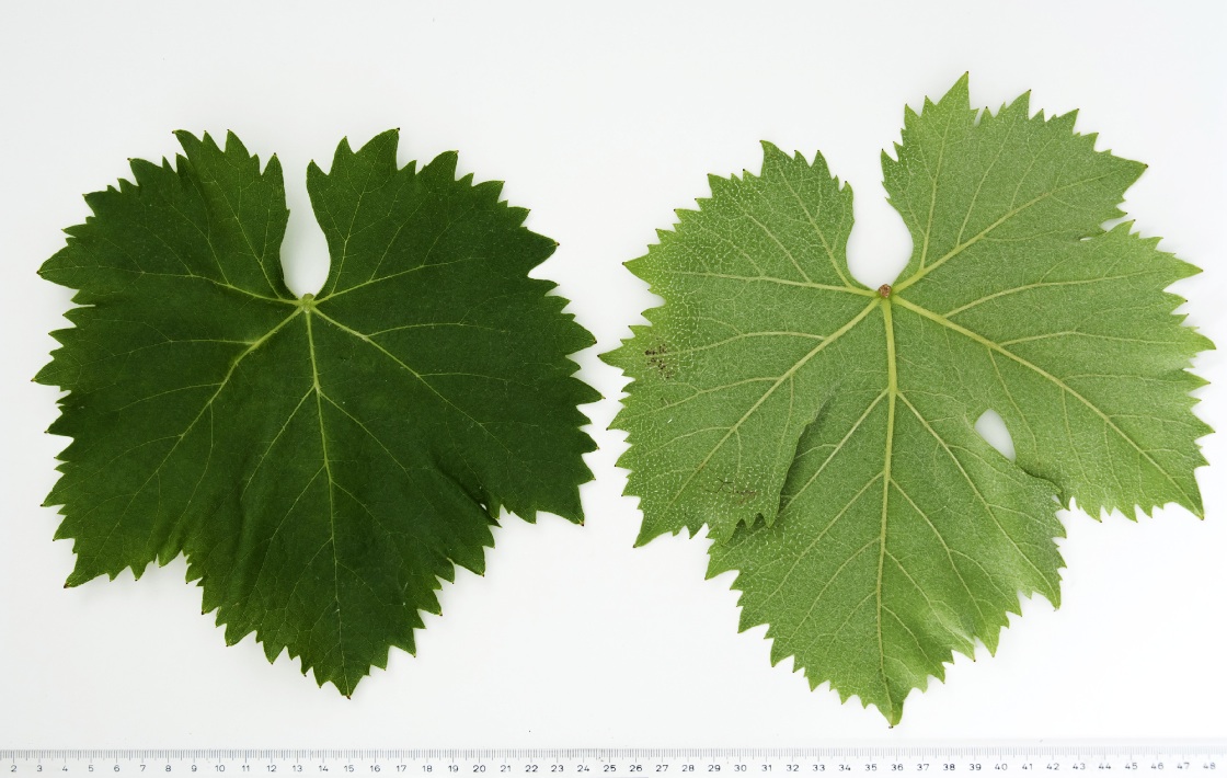 Ciliegiolo - Mature leaf
