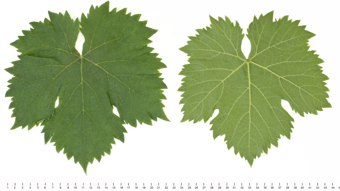 Cinsaut - Mature leaf