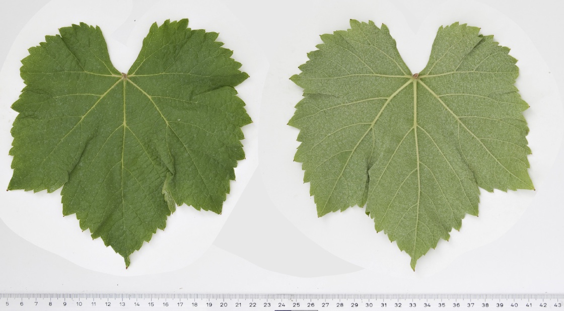 Colombard - Mature leaf