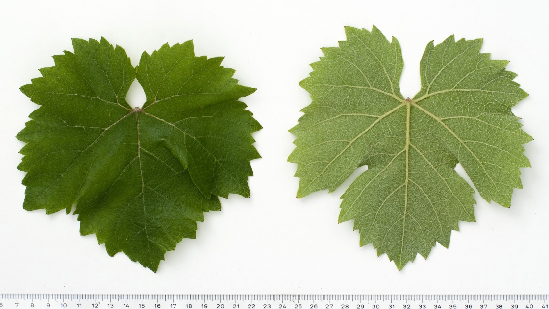 Columna - Mature leaf
