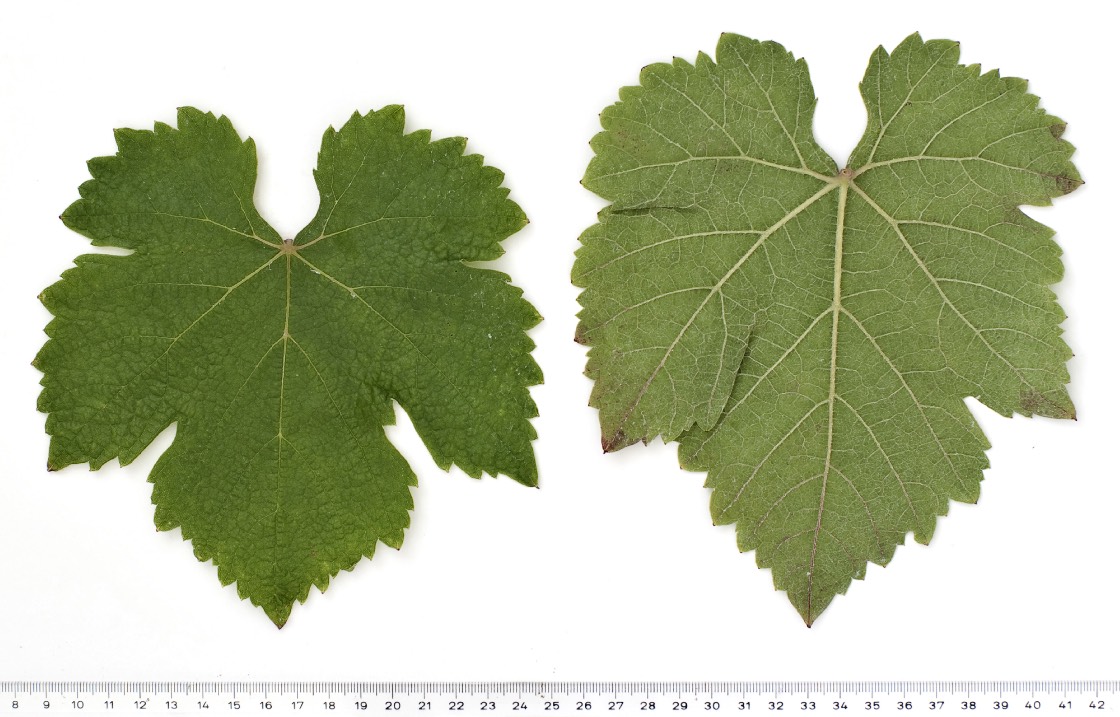 CORBEAU - Mature leaf