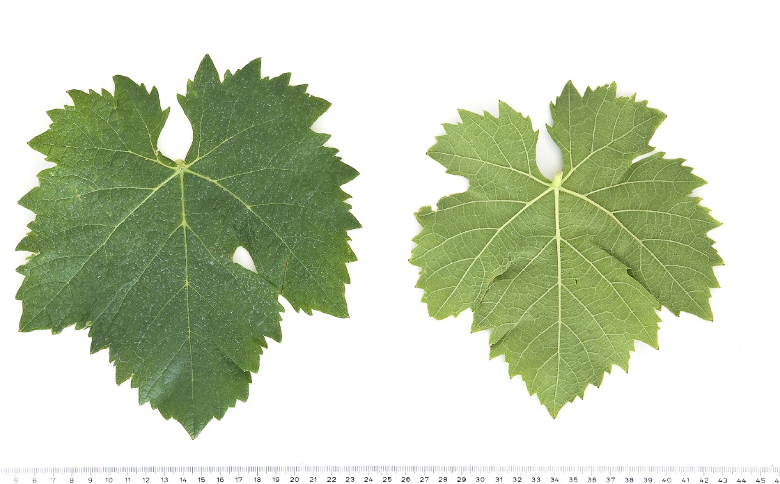 Cornalin d'Aoste - Mature leaf