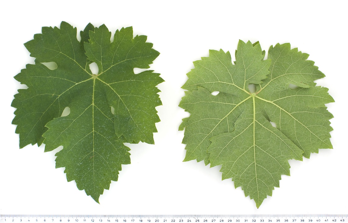 Cortese - Mature leaf