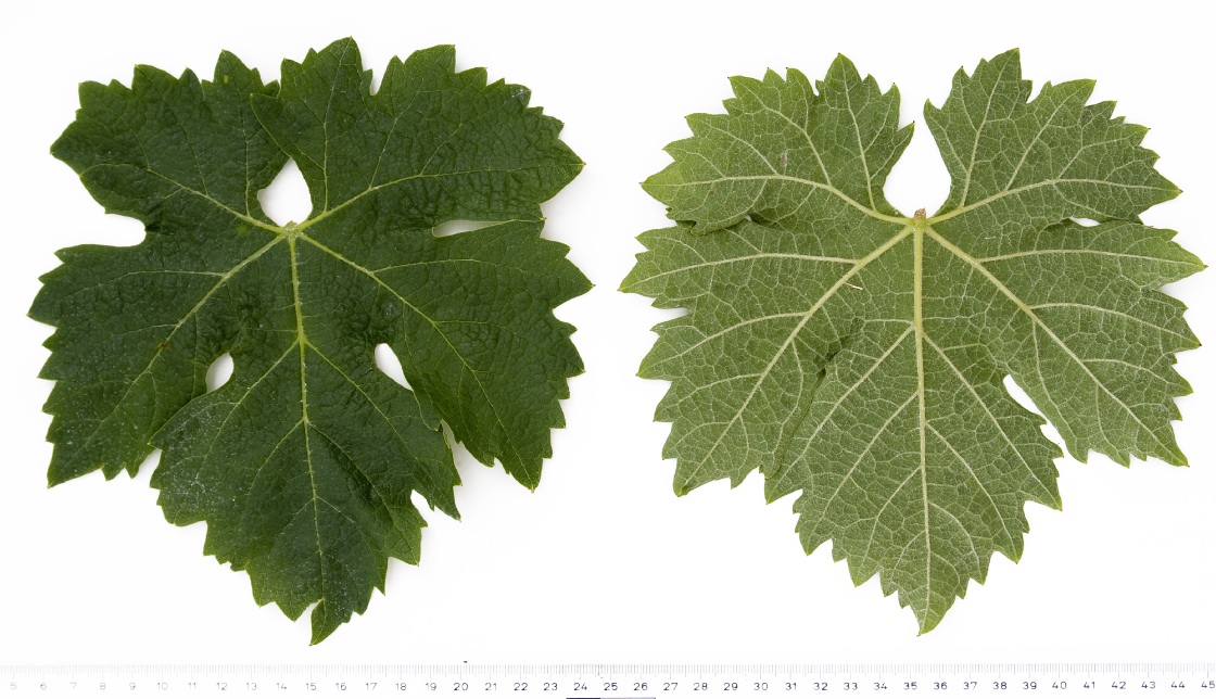 Corvina Veronese - Mature leaf
