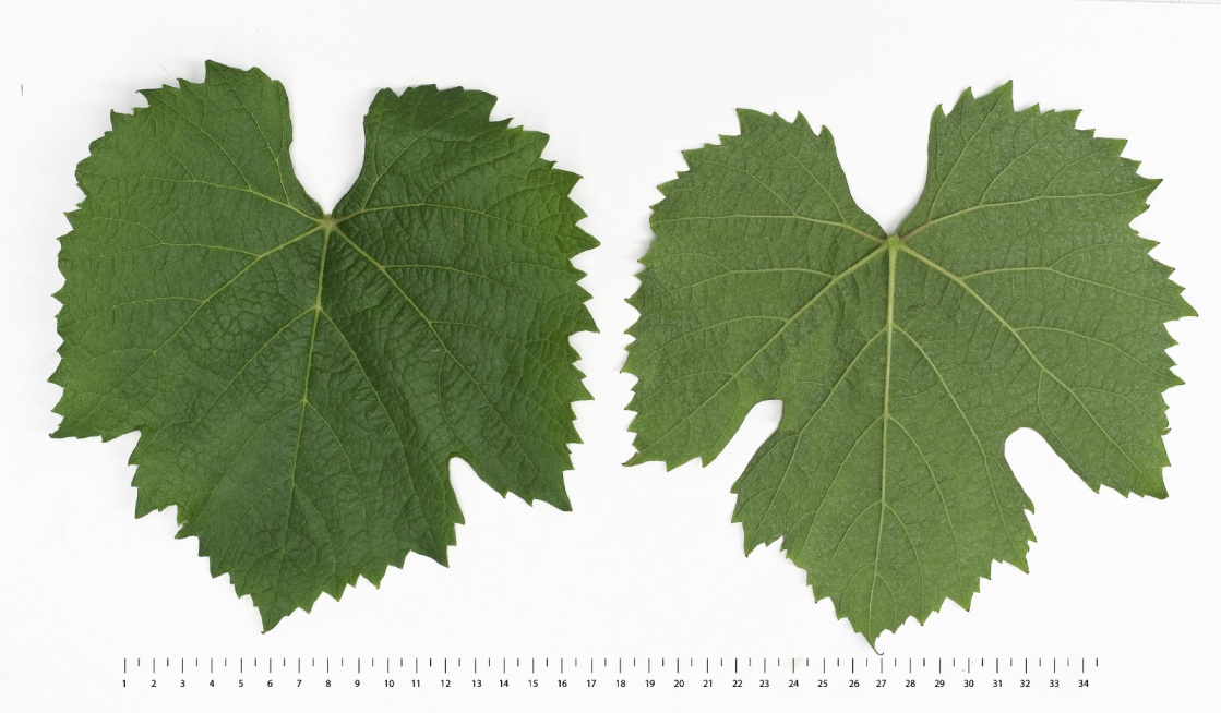Cot - Mature leaf