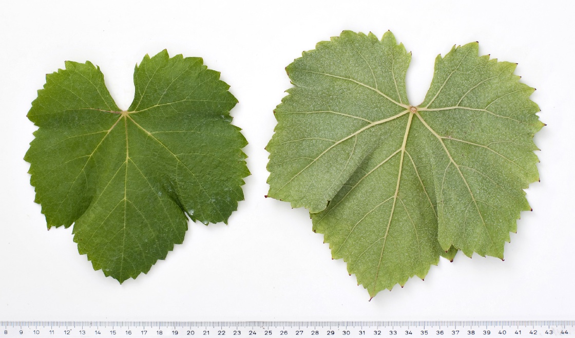 Alicante Henri Bouschet - Mature leaf