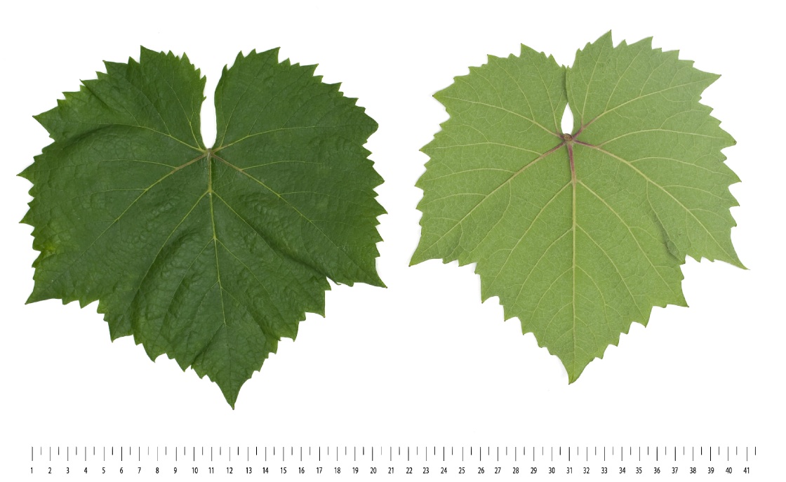 Aligote - Mature leaf