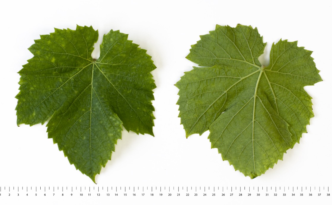 COUDERC NOIR - Mature leaf