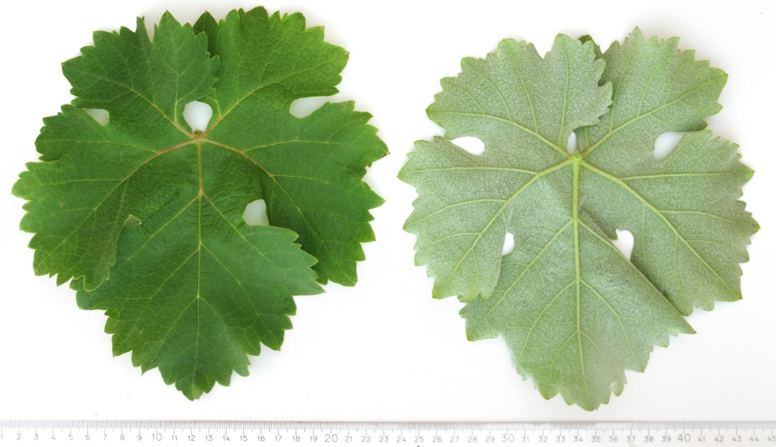 Counoise - Mature leaf