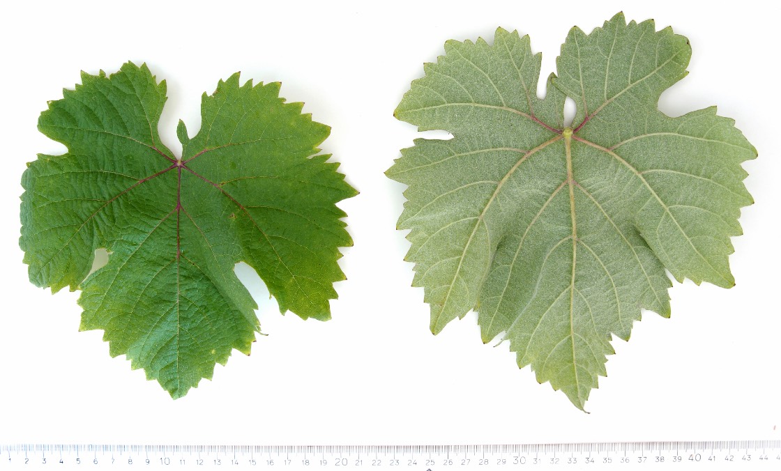 COURBU NOIR - Mature leaf