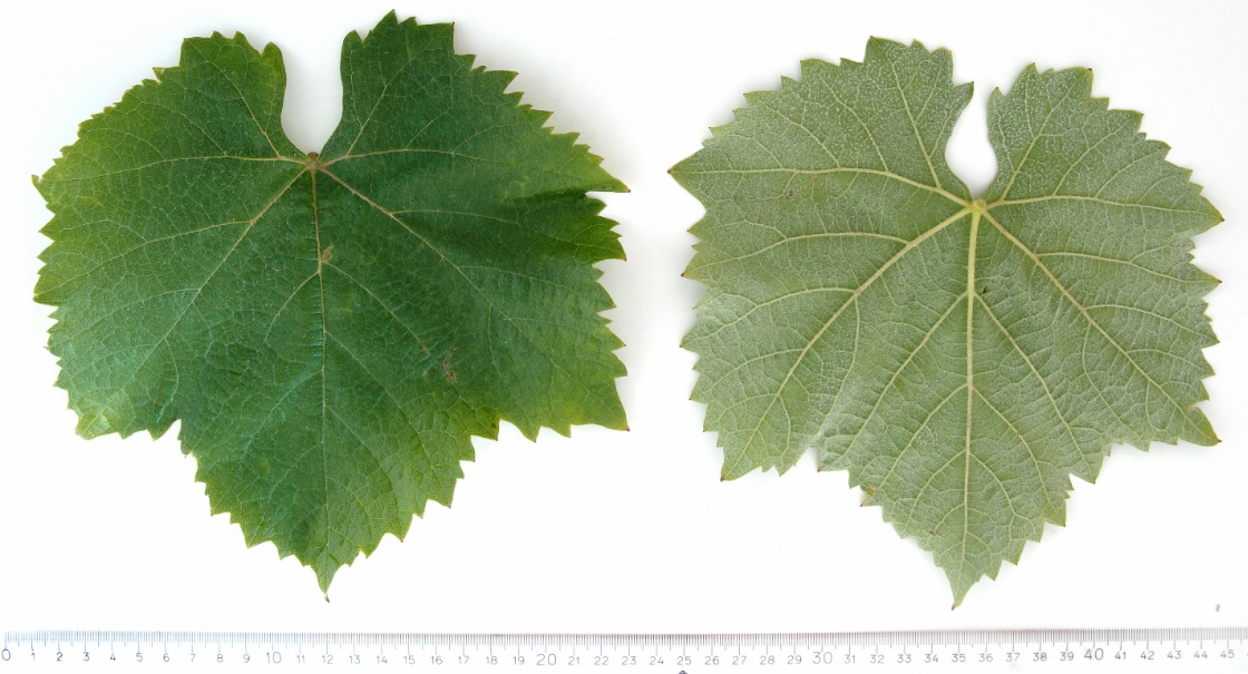 Crimposie - Mature leaf