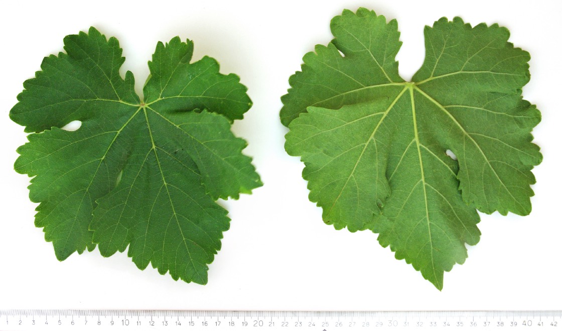 CRIOLLA GRANDE SANJUANINA - Mature leaf