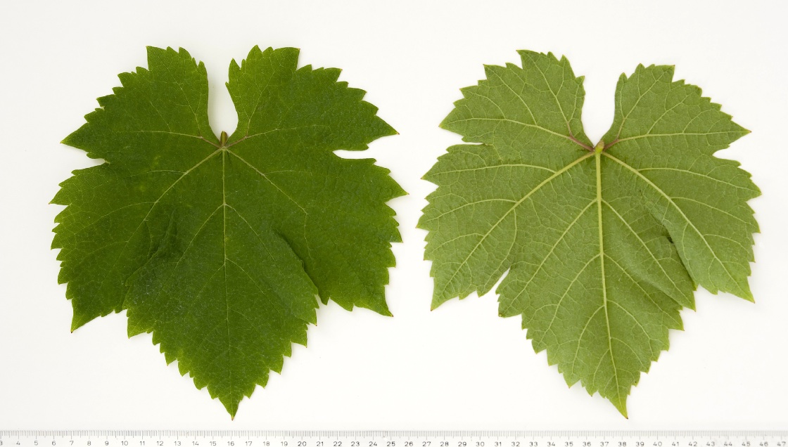 Croatina - Mature leaf