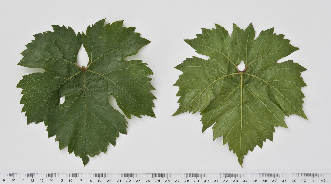 Cserszegi Fueszeres - Mature leaf