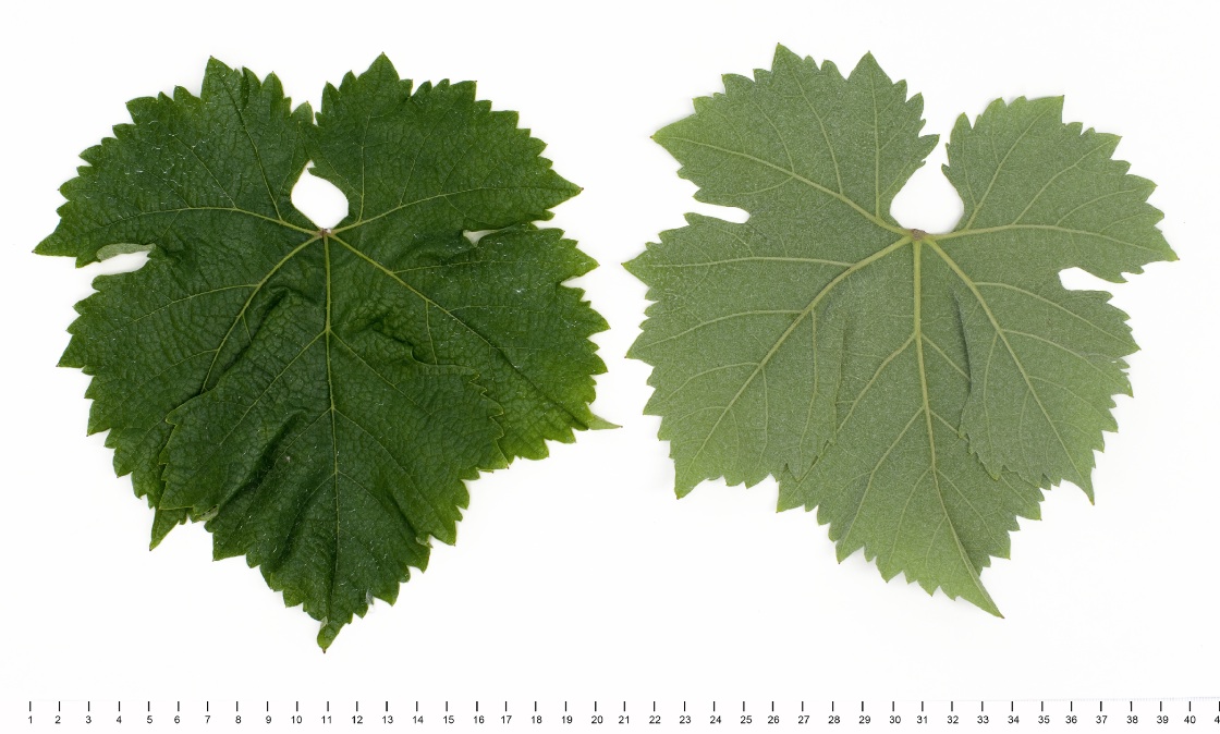 Csomorika - Mature leaf