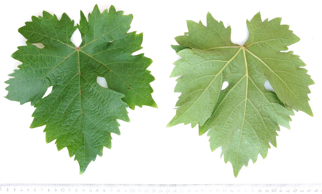 DANLAS - Mature leaf