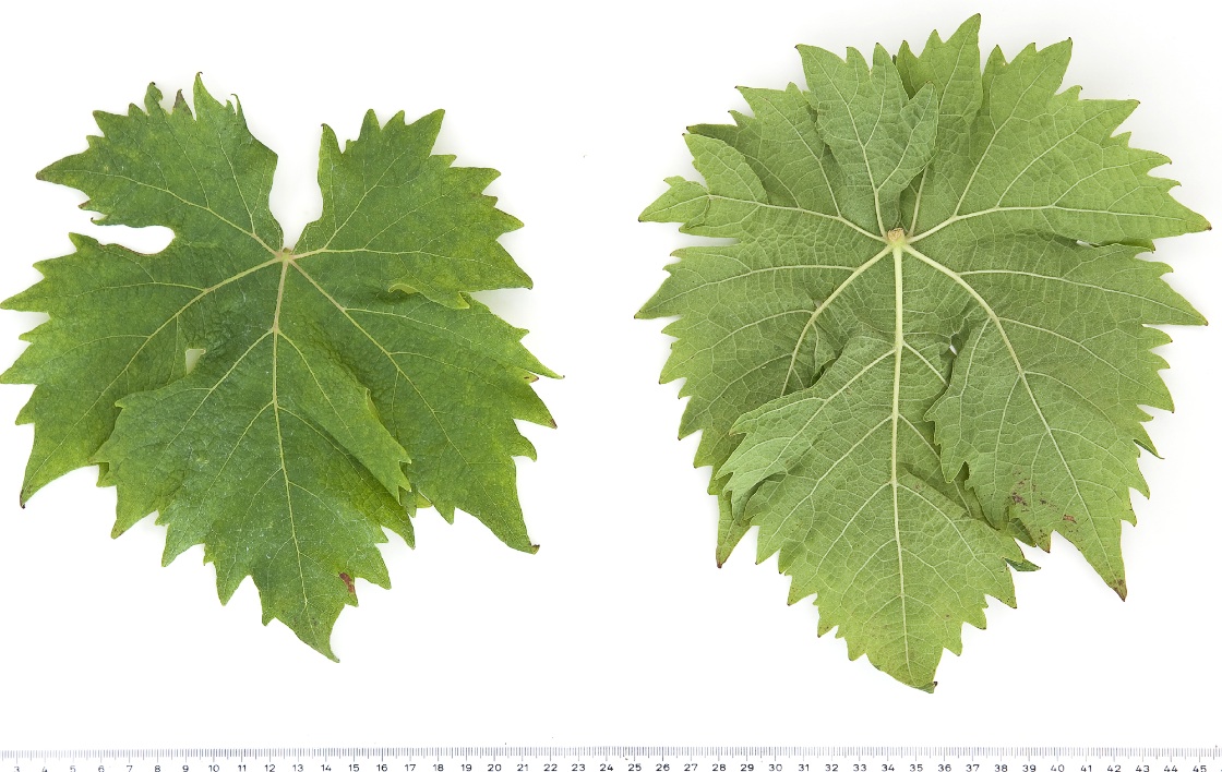 Dobricic - Mature leaf