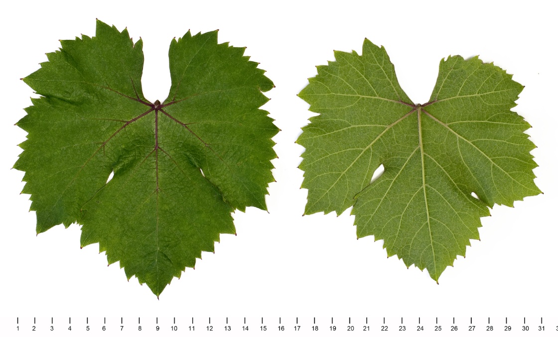 Dolcetto - Mature leaf