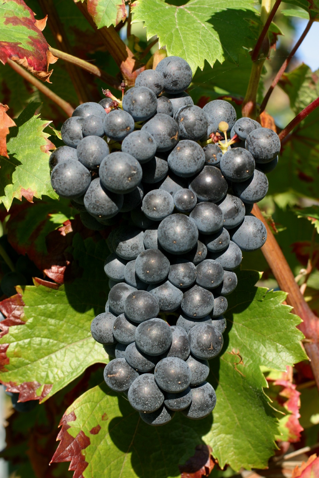 Dolcetto - Cluster in the field