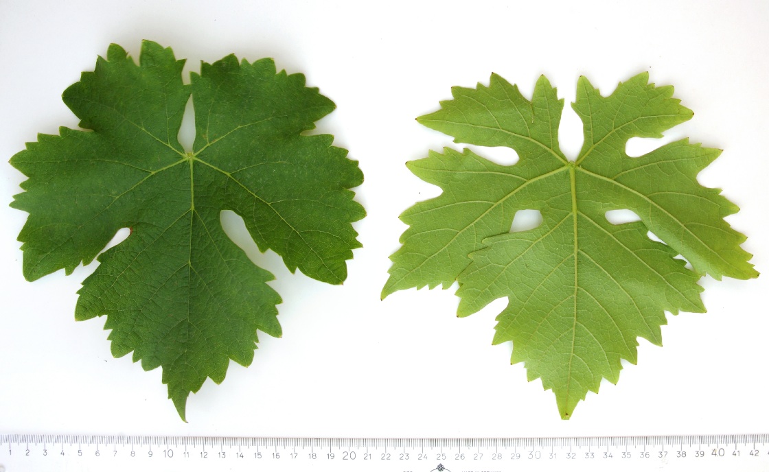 Donaris - Mature leaf