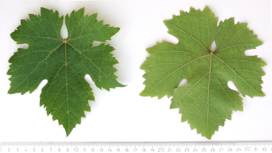Dornfelder - Mature leaf