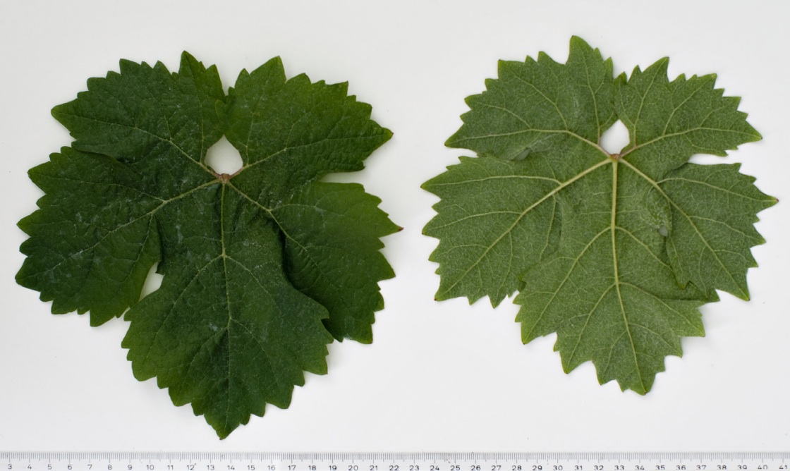 Dunkelfelder - Mature leaf
