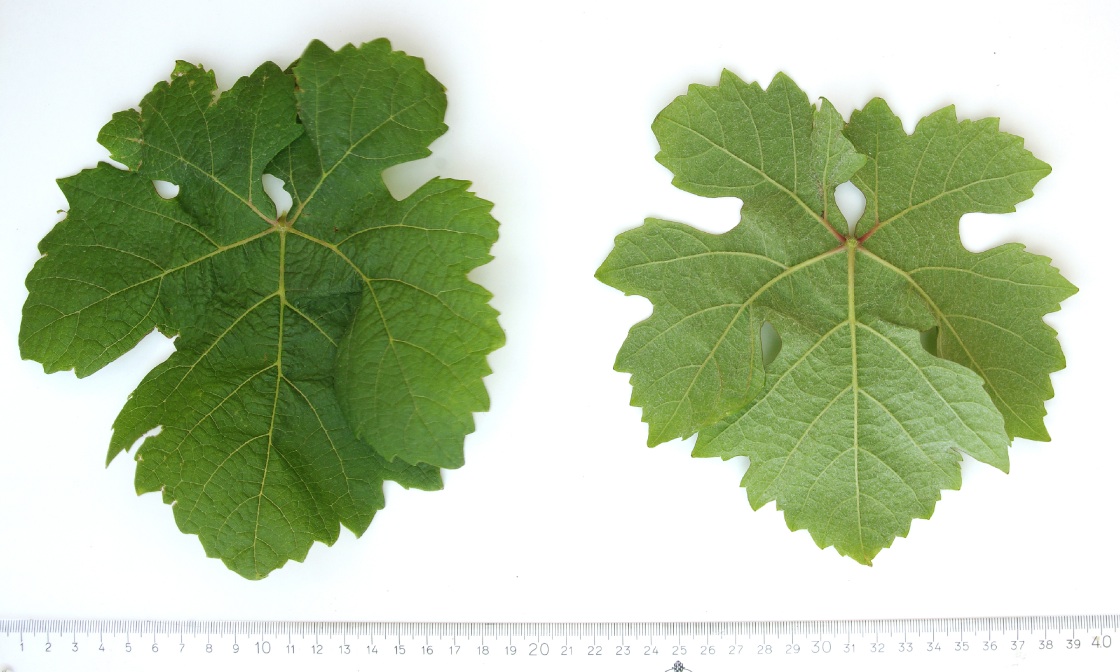 Duras - Mature leaf