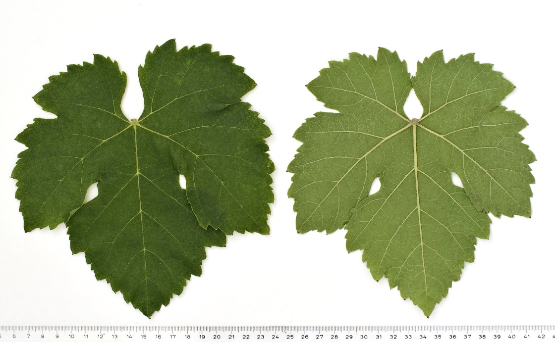 DURIF - Mature leaf