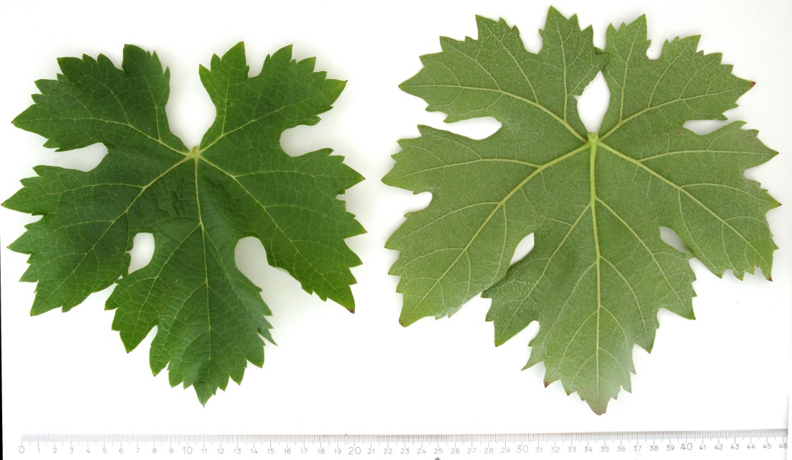 EGIODOLA - Mature leaf