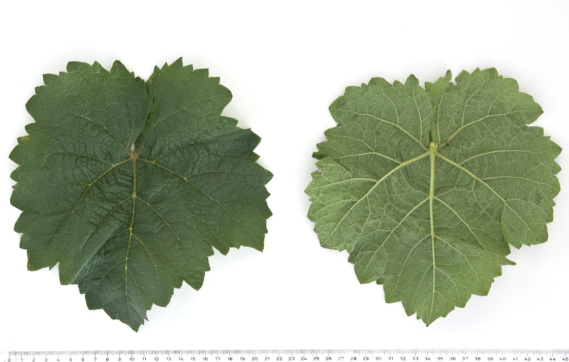 Elbling Weiss - Mature leaf