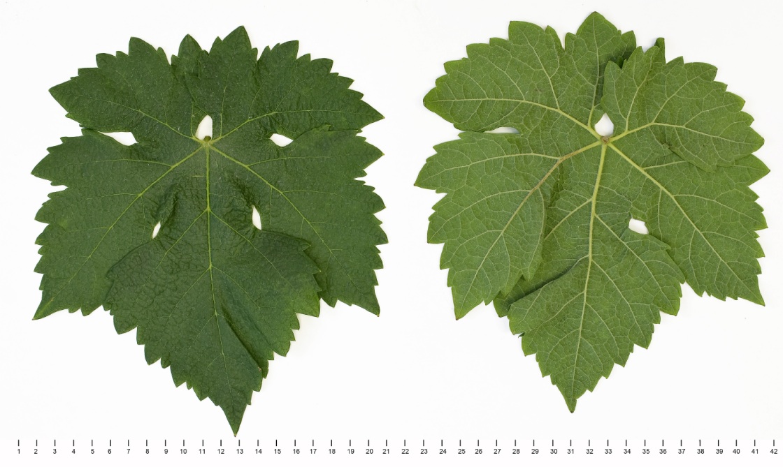 Erbaluce Bianca - Mature leaf