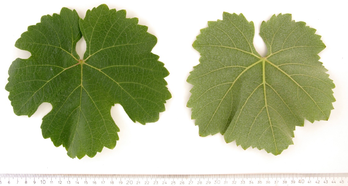 Ezerfuertue - Mature leaf
