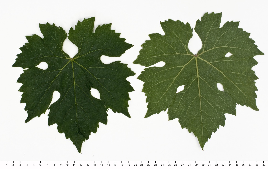 Faberrebe - Mature leaf