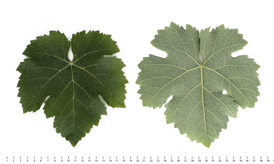 Fer - Mature leaf