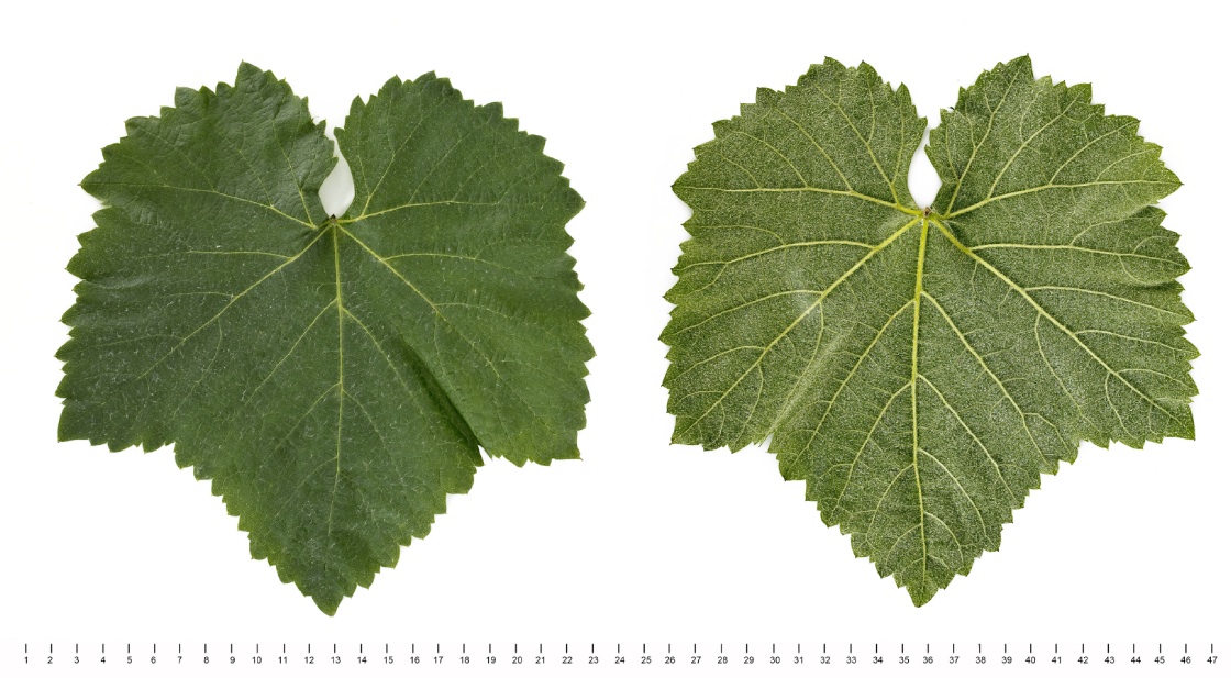 Fernao Pires - Mature leaf