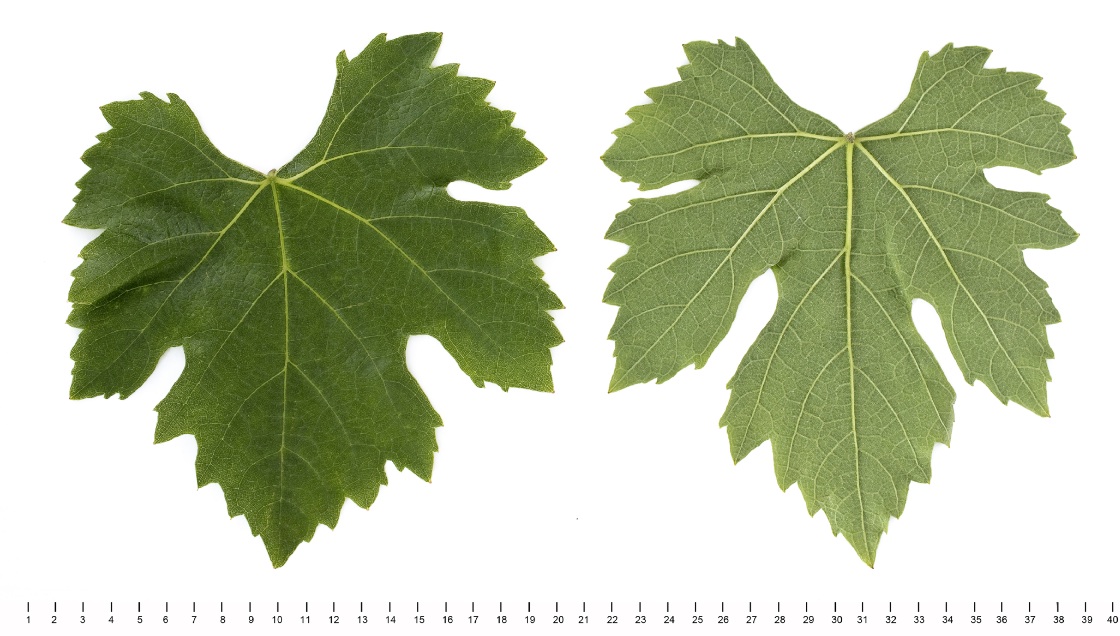 Feteasca Alba - Mature leaf