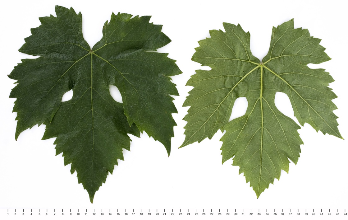 Feteasca Neagra - Mature leaf