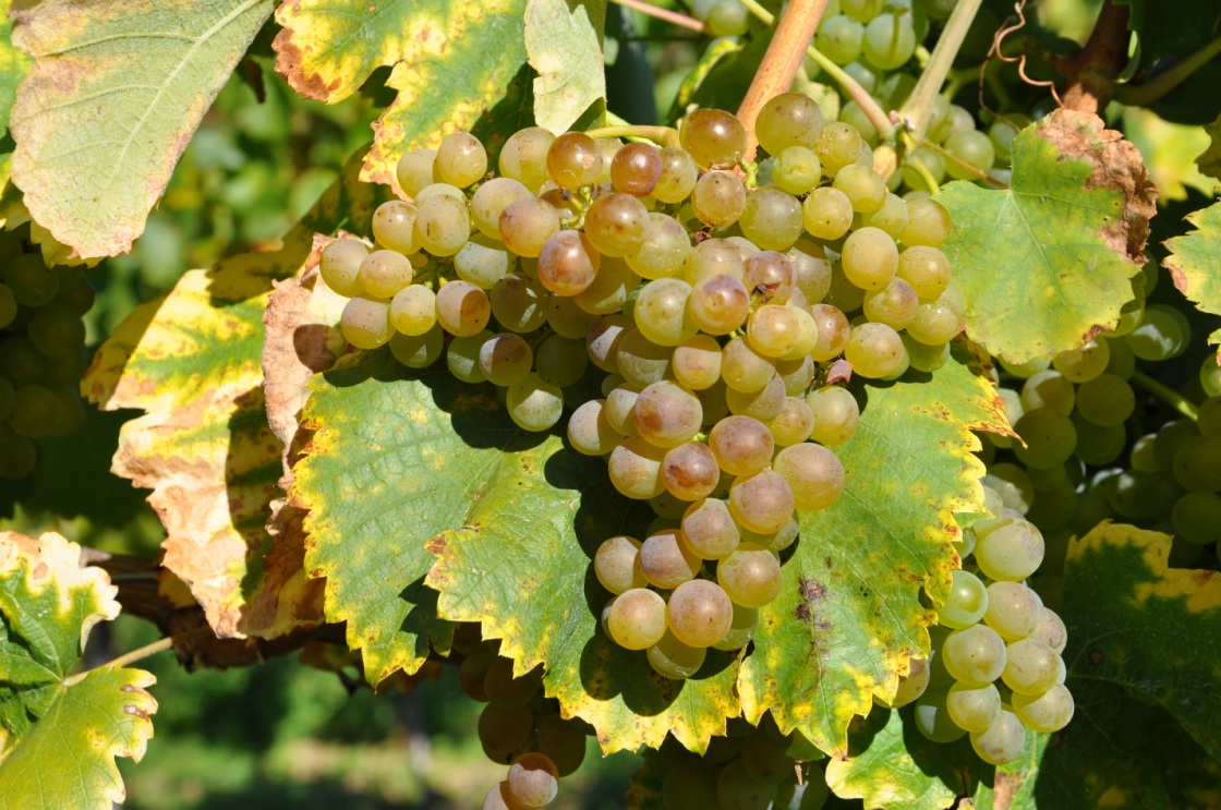 Fiano - Cluster in the field