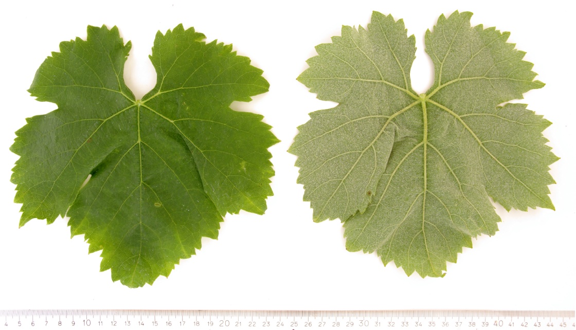 Fiano - Mature leaf